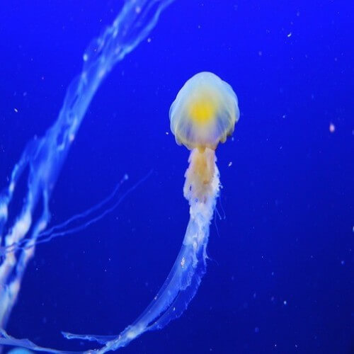 view live streaming Sea webcams around the world |Pictimo