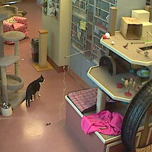 Pictimo view live streaming Pets webcams around the world